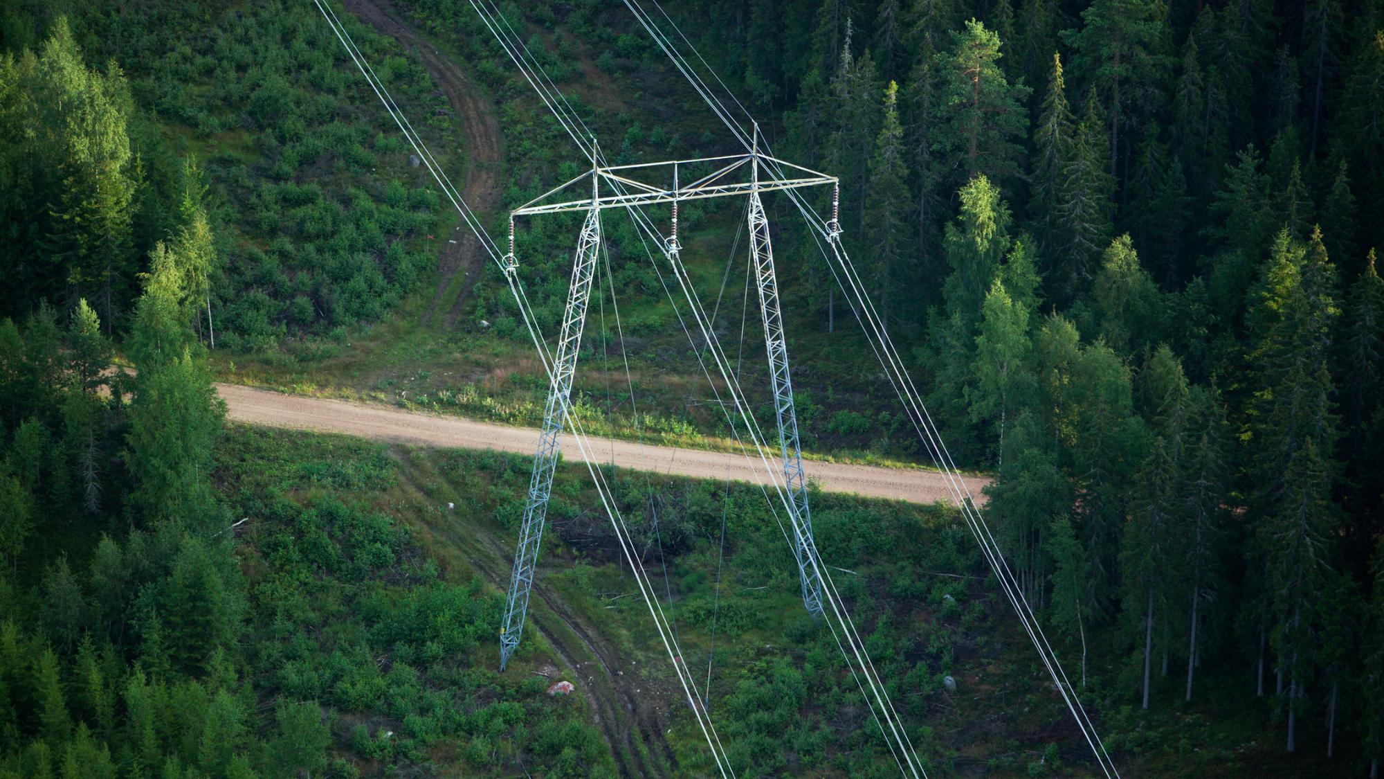 Elnät i skog